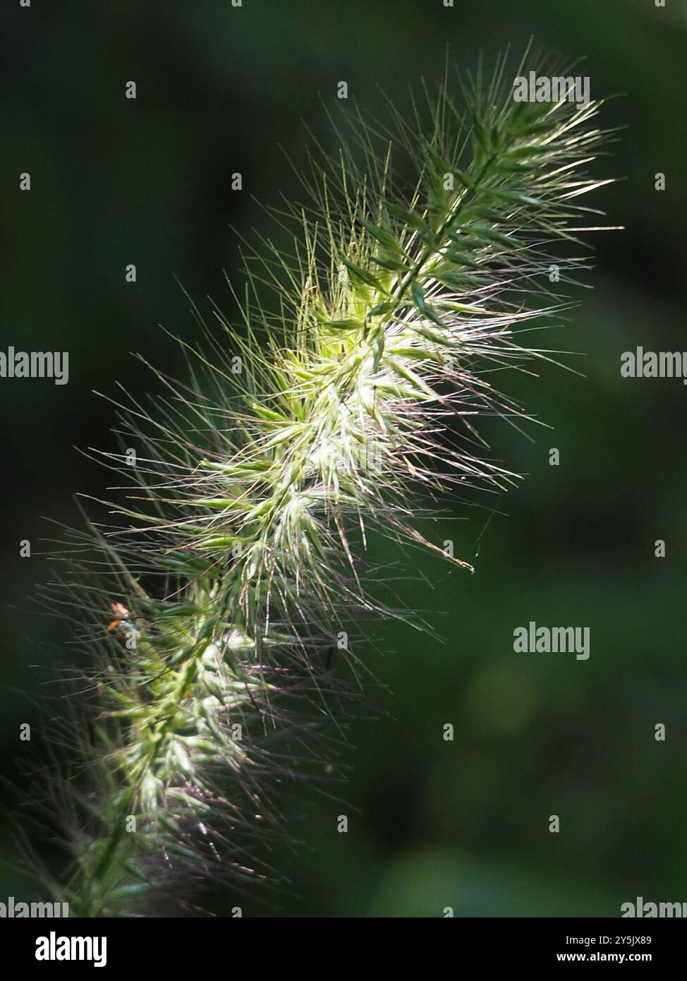 Chinesisches Pennisetum (Cenchrus alopecuroides) Plantae Stockfoto