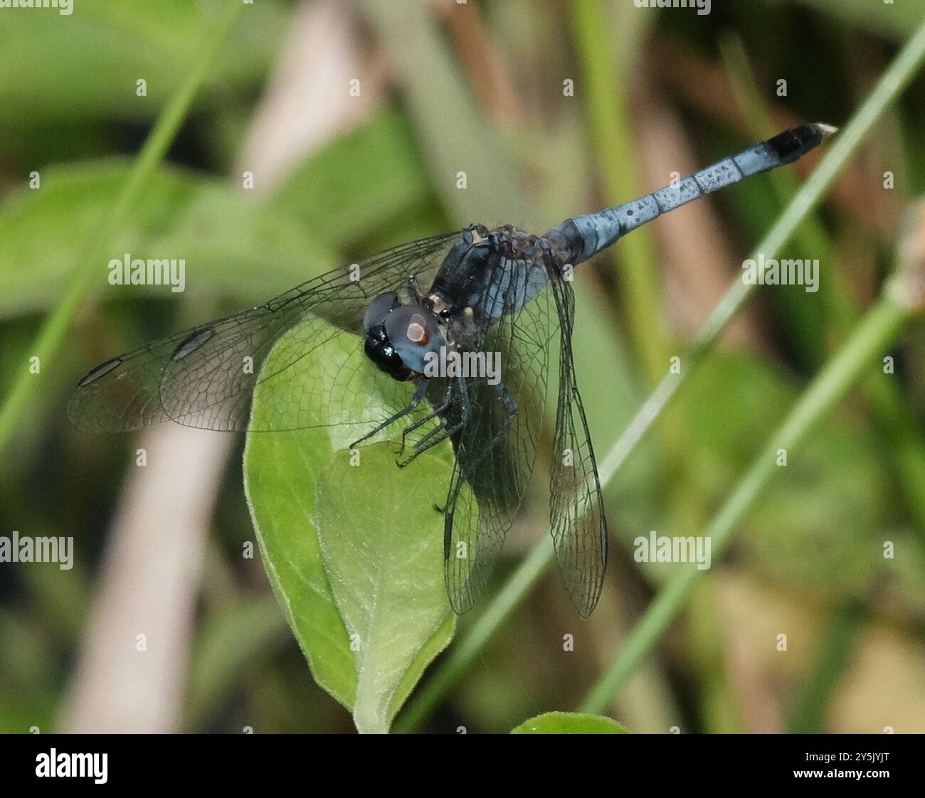 Little Blue Dragonlet (Erythrodiplax minuscula) Insecta Stockfoto