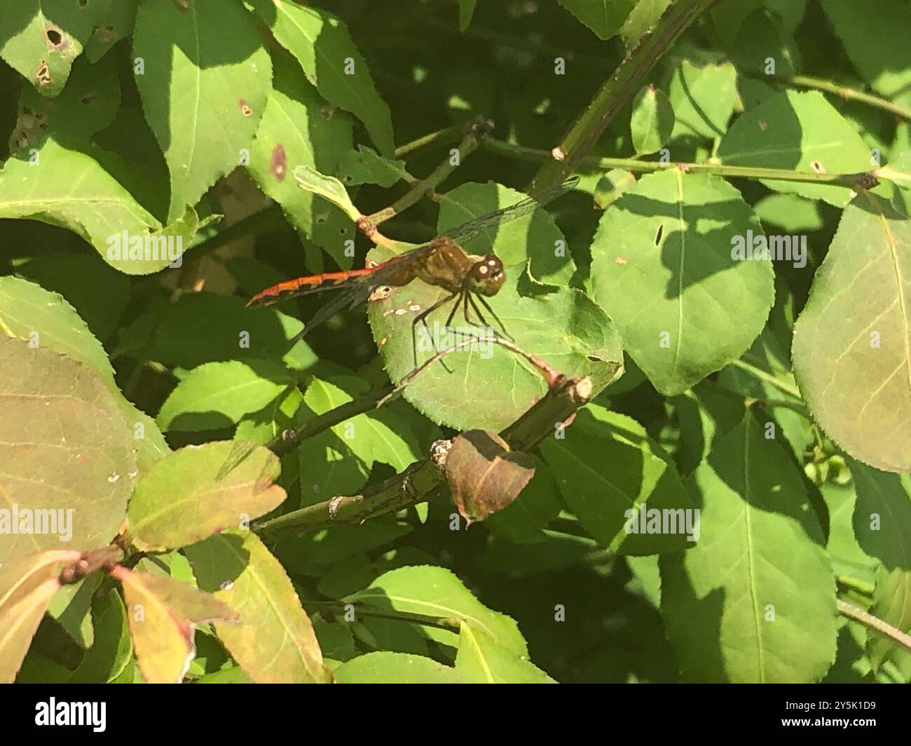 Ruby Meadowhawk (Sympetrum rubicundulum) Insecta Stockfoto