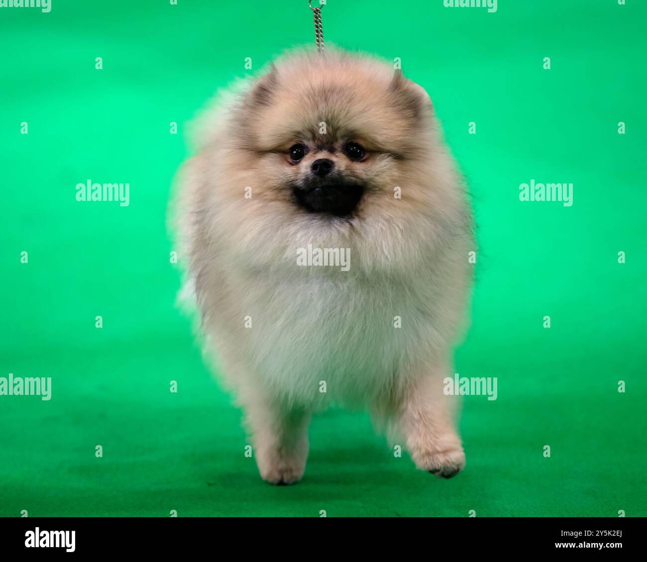 Pommersche Hund blickt direkt in die Kamera auf grünem Hintergrund Stockfoto