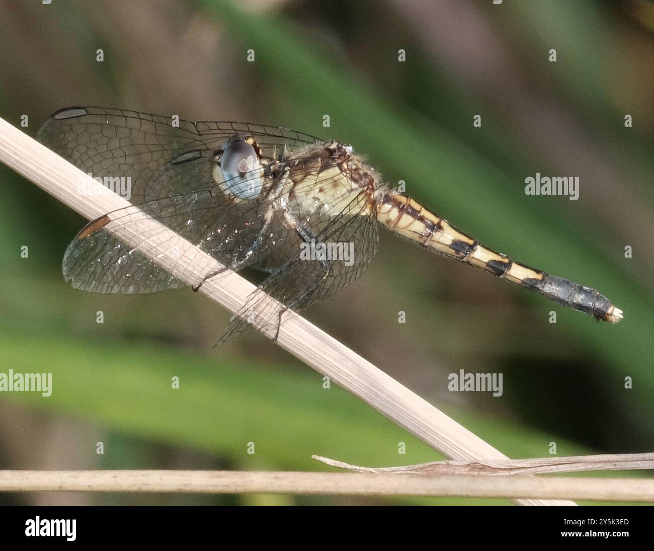 Little Blue Dragonlet (Erythrodiplax minuscula) Insecta Stockfoto