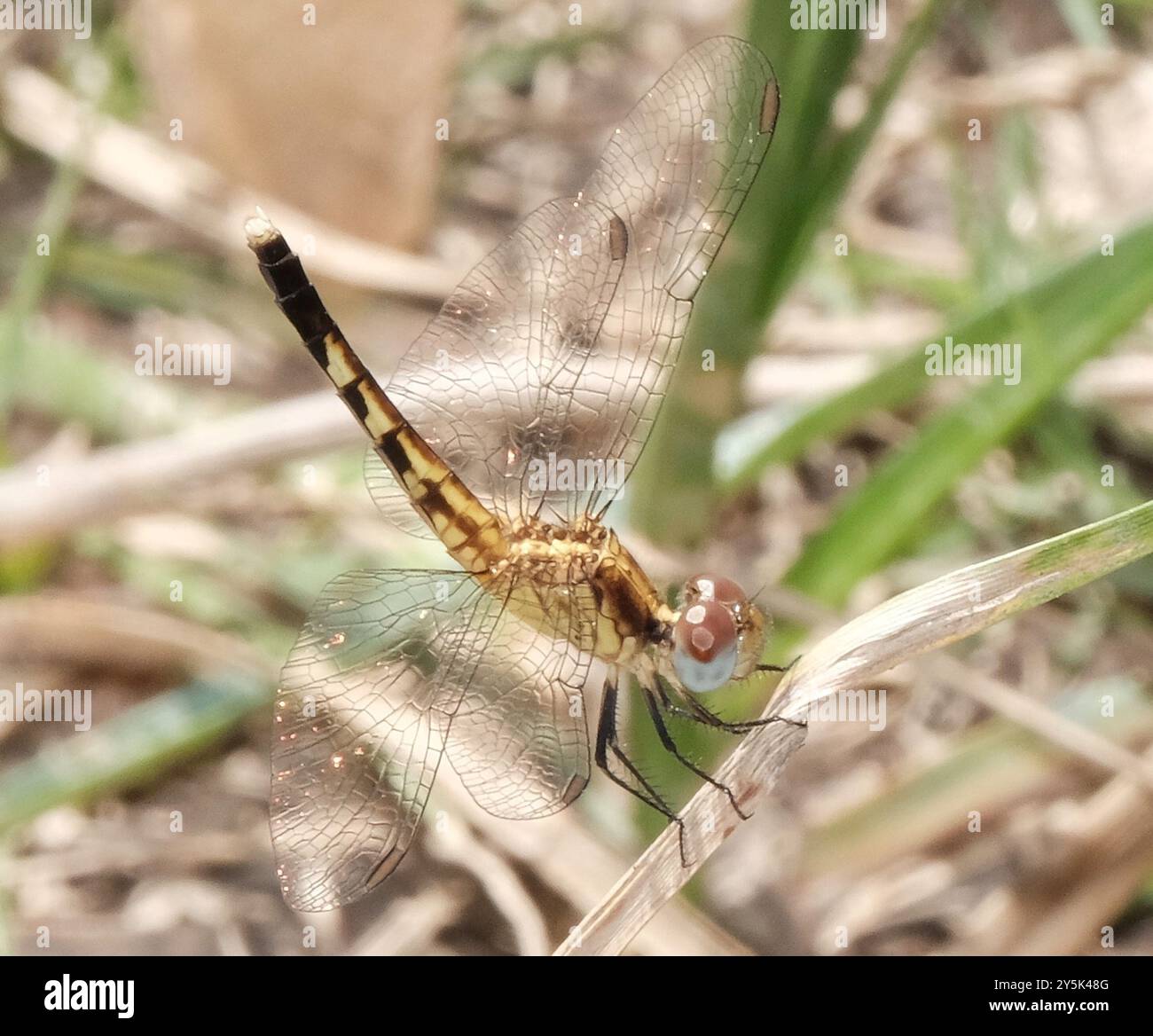 Little Blue Dragonlet (Erythrodiplax minuscula) Insecta Stockfoto