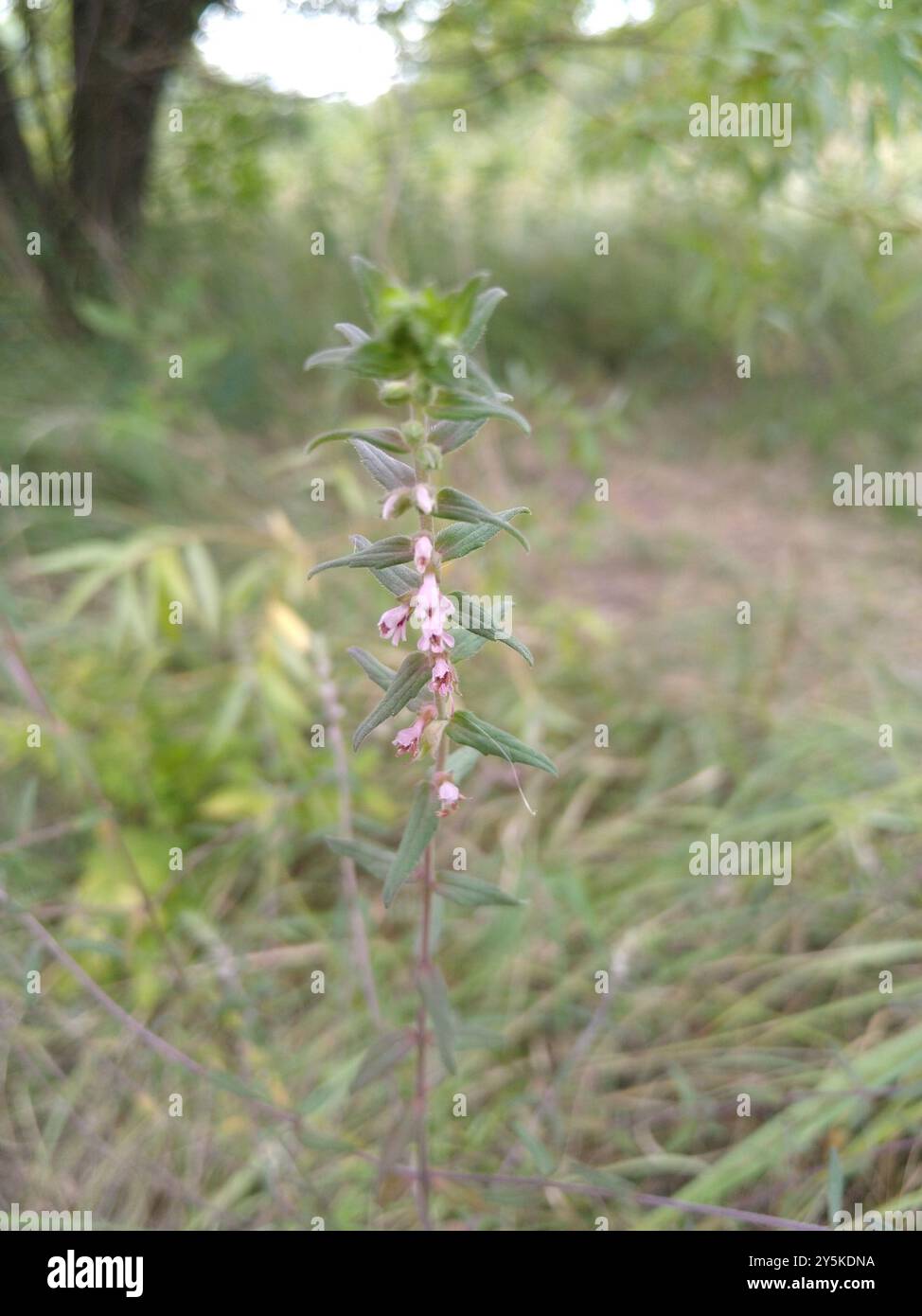 Red Bartsia (Odontites vernus) Plantae Stockfoto