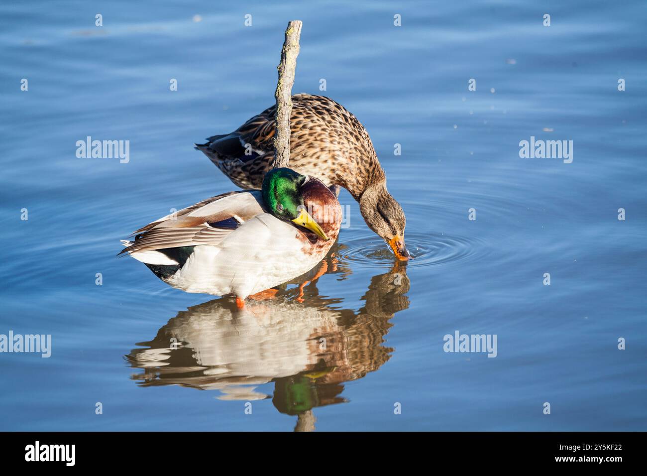 Stockenten oder Wildenten - Anas platyrhynchos -, Naturpark Aiguamolls de l'Emporda, Girona, Spanien Stockfoto