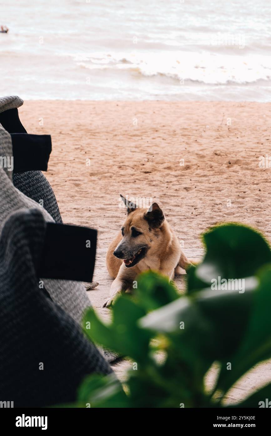 Hund liegt in einer haustierfreundlichen Strandbar in Chonburi, Thailand Stockfoto