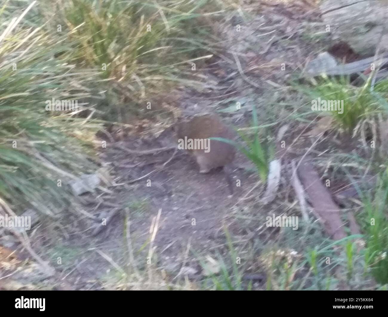 Southern Brown Bandicoot (Isoodon obesulus) Mammalia Stockfoto