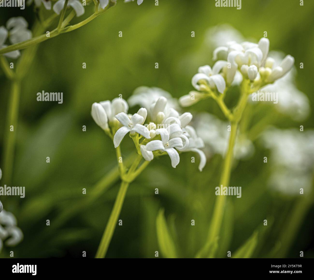 Woodruff (galium odoratum Stockfoto
