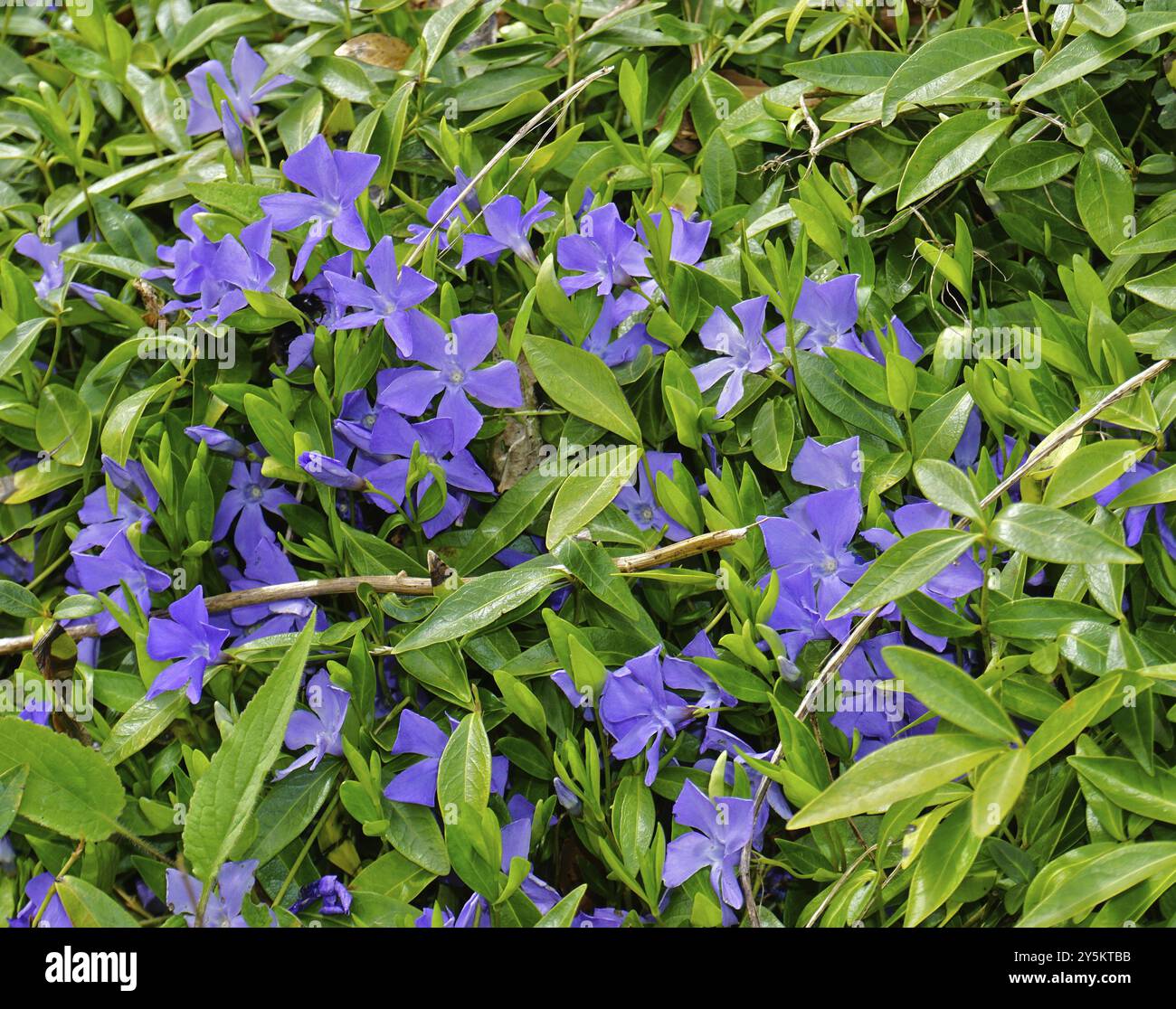 Periwinkle, Vinca, Blue Periwinkle, Periwinkle, bigleaf Periwinkle, Bigleaf Periwinkle, Vinca Major Stockfoto