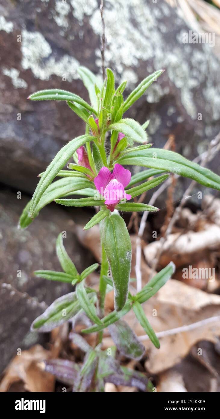 Wieselschnauze (Misopates orontium) Plantae Stockfoto