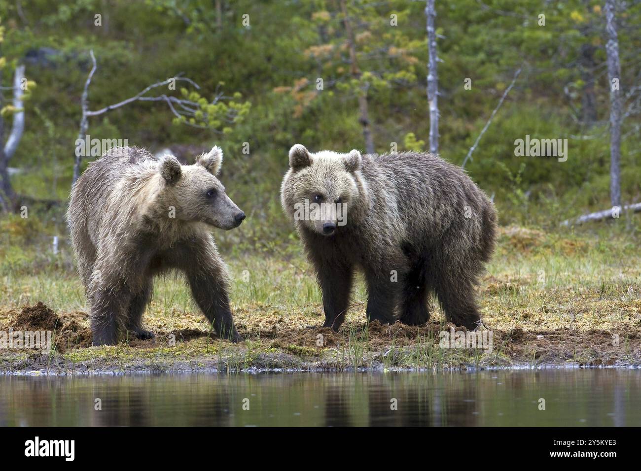 Braunbär, Braunbären, (Ursus arcto), zwei junge Bären treffen sich, Finnland, Tierjungen, Finnland, Europa Stockfoto