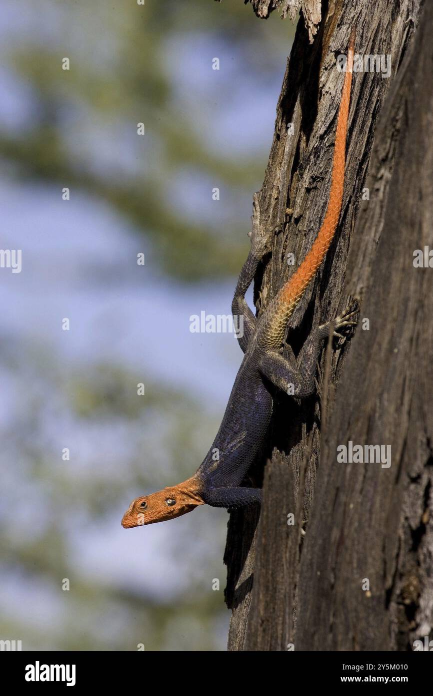 Namibischer Rock Agama, (Agama planiceps) männlich im Hochzeitskleid, Etosha NP, Namibia, Afrika Stockfoto