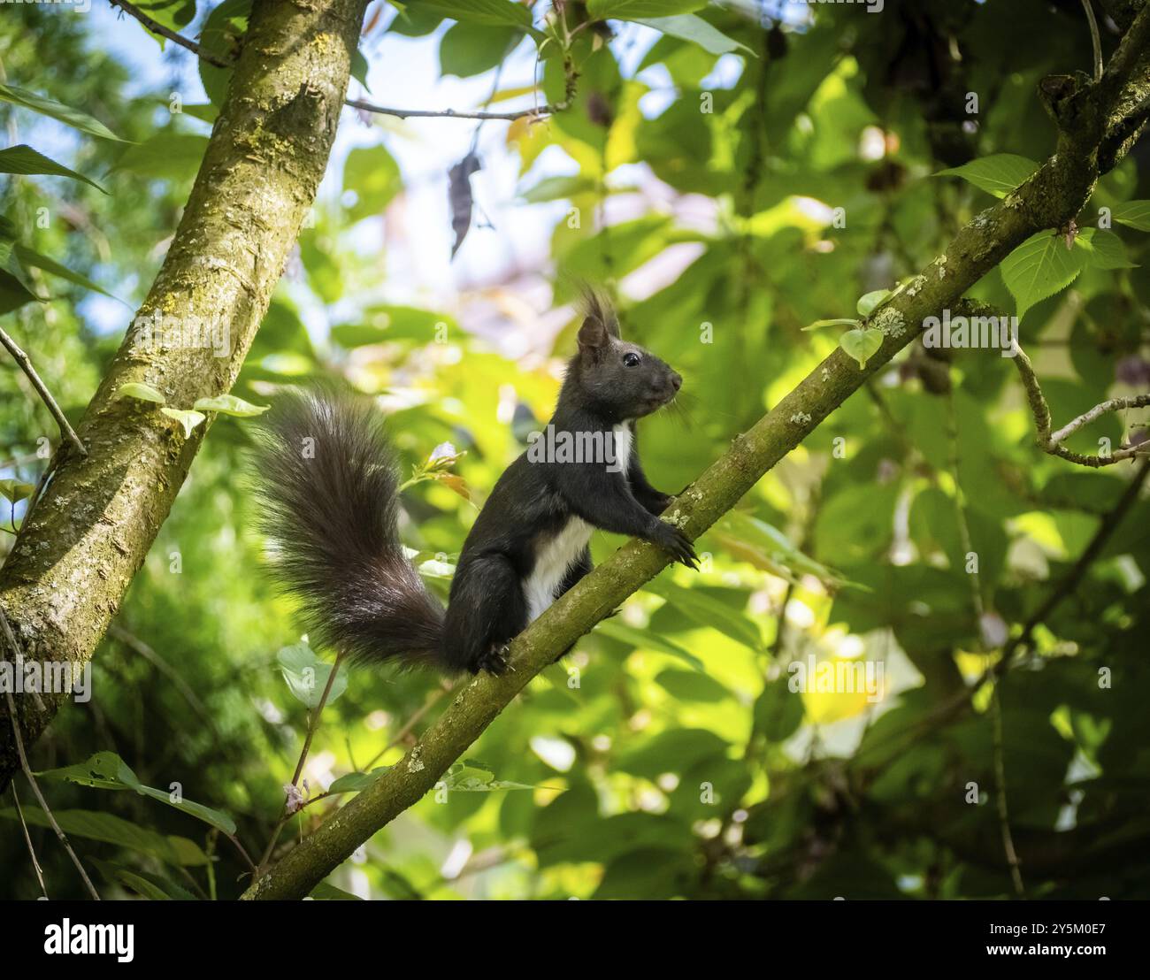 Eichhörnchen Stockfoto