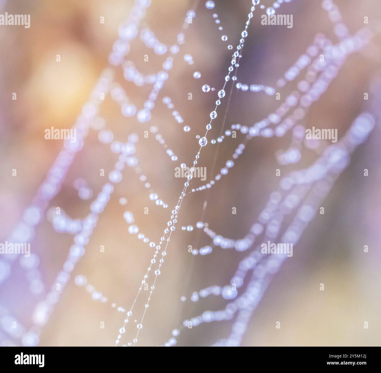 Wassertropfen in einem Spinnennetz Stockfoto