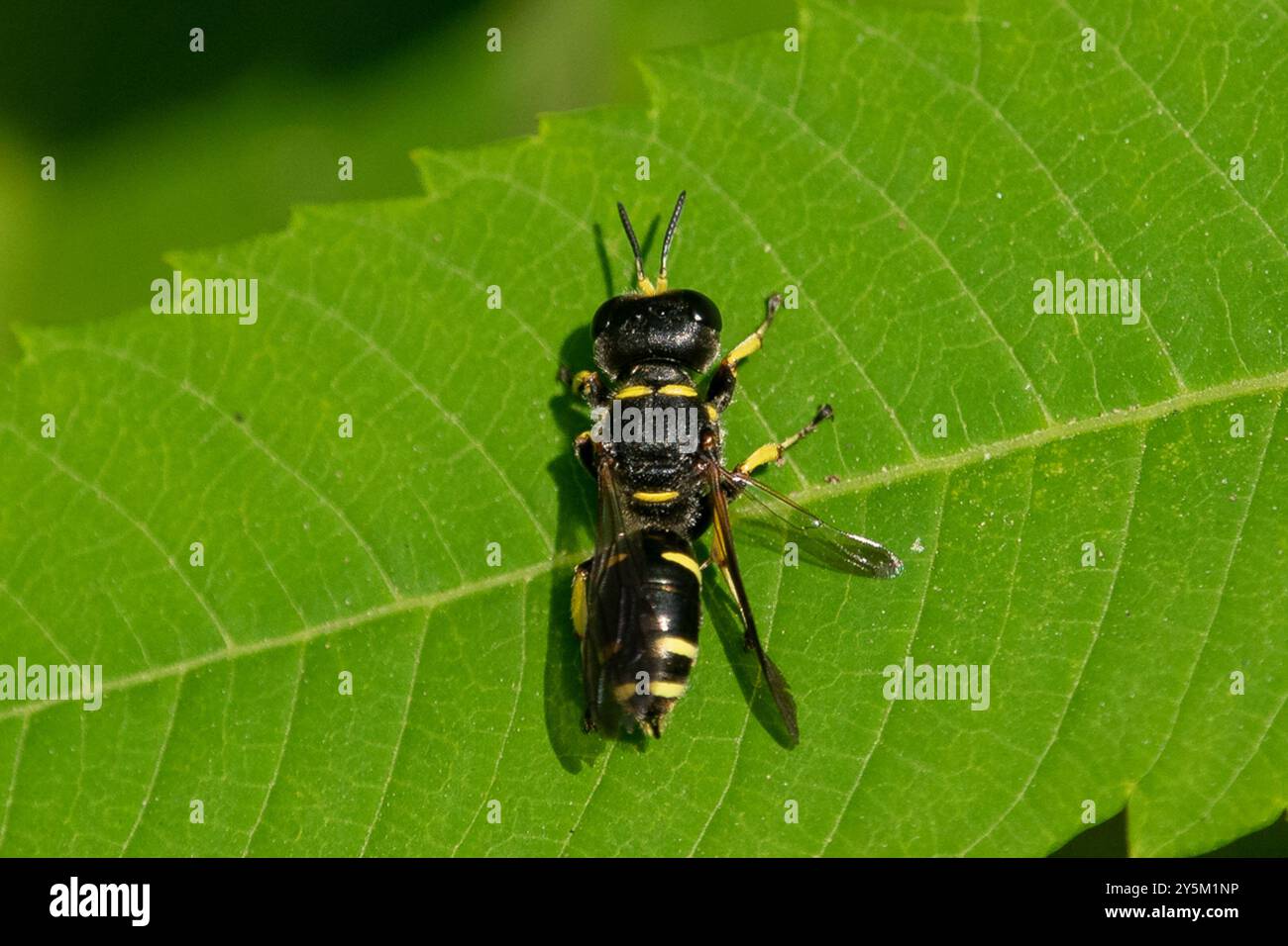 Ectemnius (Ectemnius continuus) Insecta Stockfoto