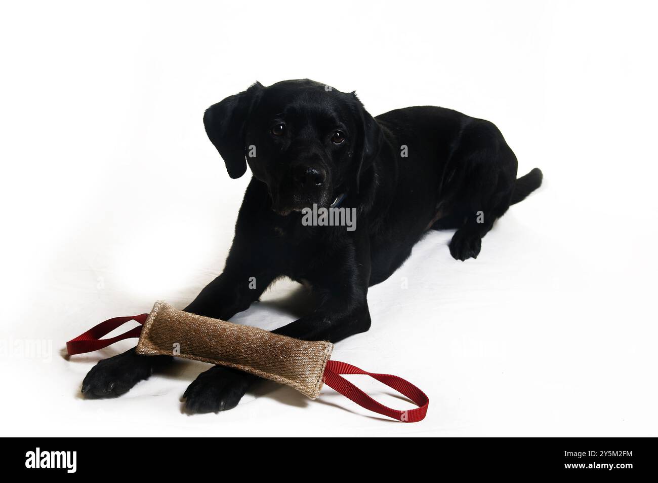 Schwarze Labrador-Mischung mit Spielzeug auf weißem Hintergrund Stockfoto