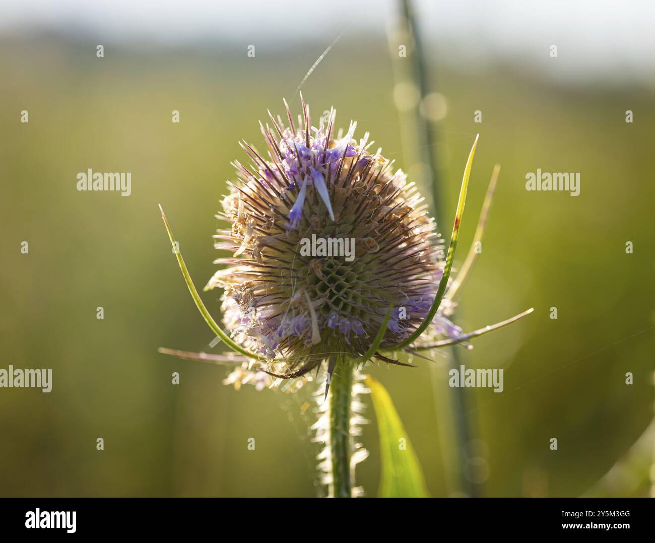 Kartendistel an einem Sommermorgen Stockfoto