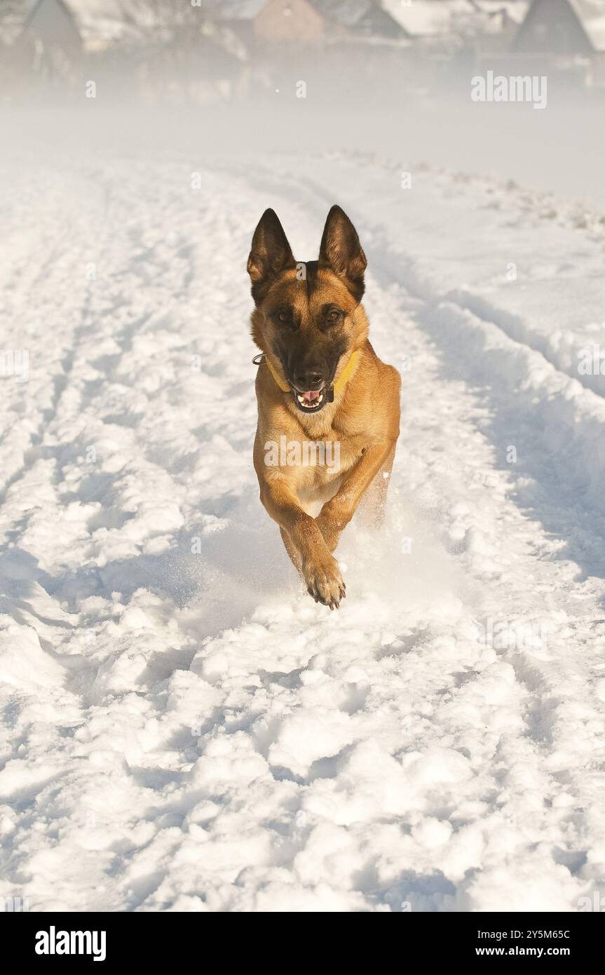 Du rennst Malinois im Schnee Stockfoto