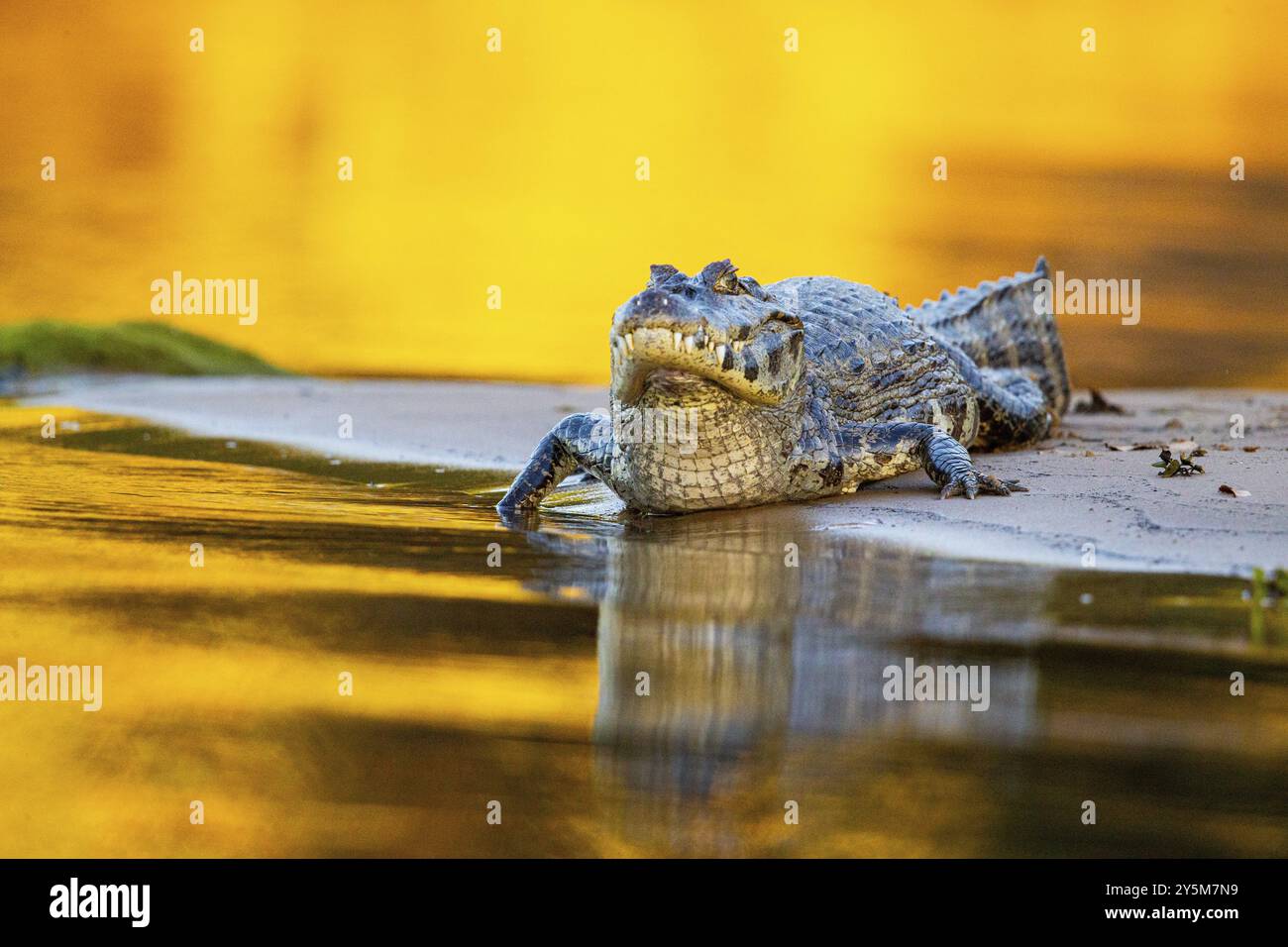 Brillenkaiman (Caiman crocodilius) Pantanal Brasilien Stockfoto