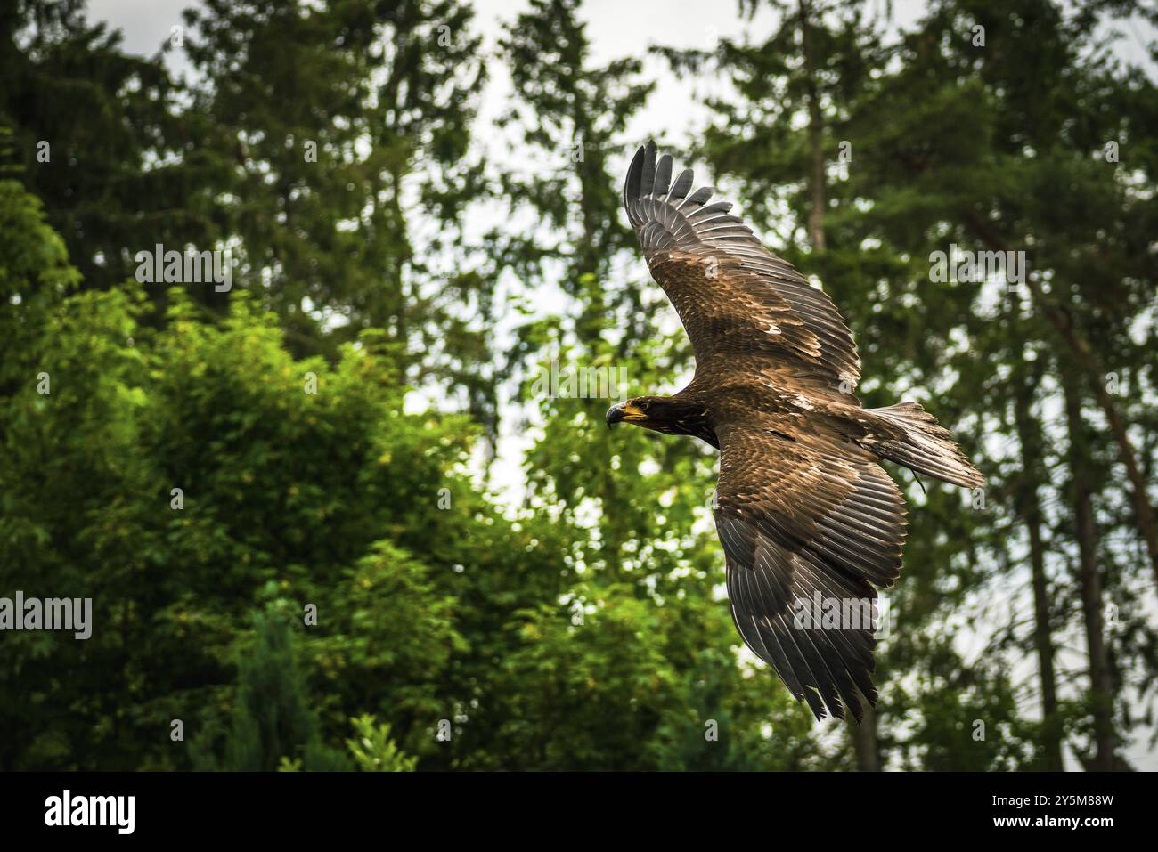 Ein majestätischer Adler im Flug Stockfoto