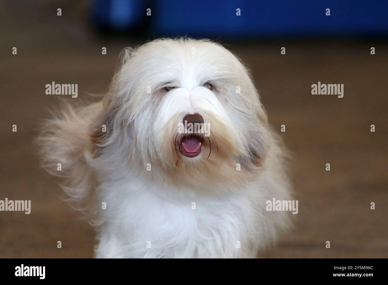 Ein zotteliger, beschichteter Bartkollie-Hund Stockfoto