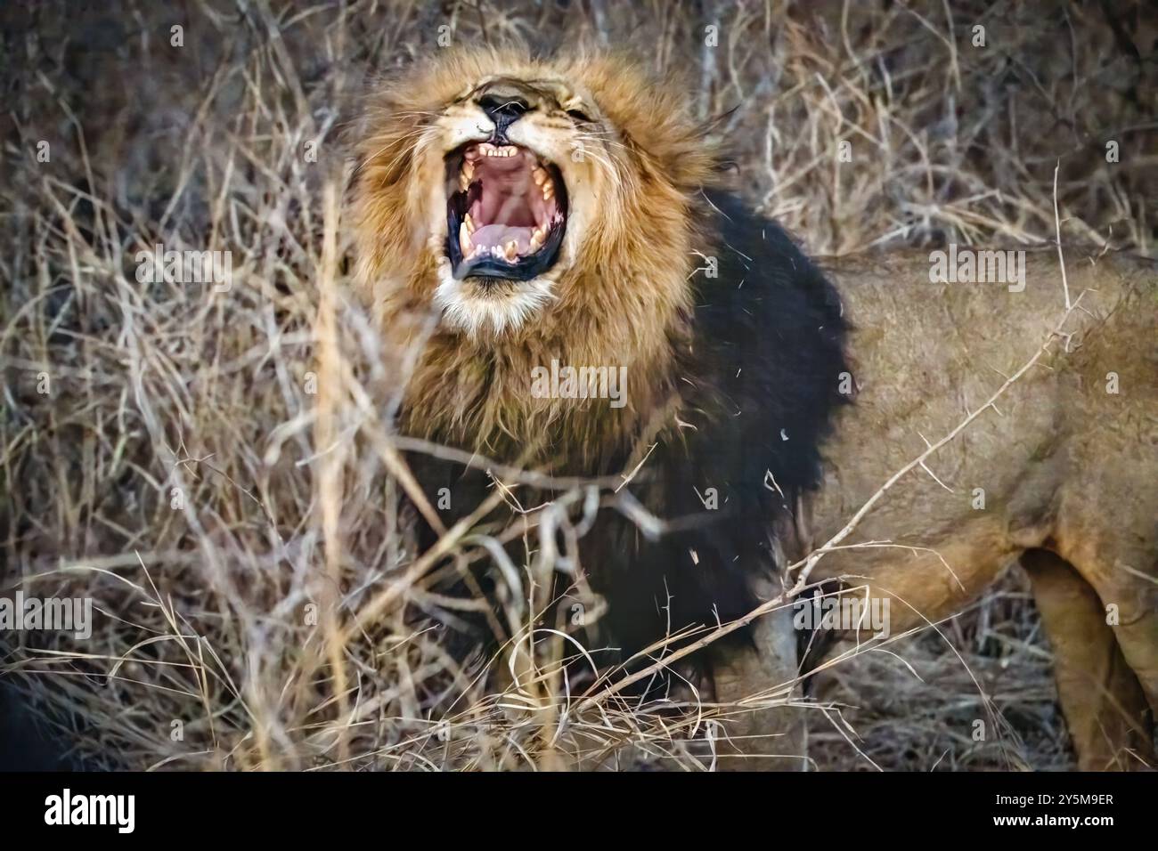Ein mächtiger und majestätischer Löwe brüllt laut auf dem trockenen, braunen Grasland und zeigt seine Dominanz und Stärke in der wilden afrikanischen Savanne unter natura Stockfoto