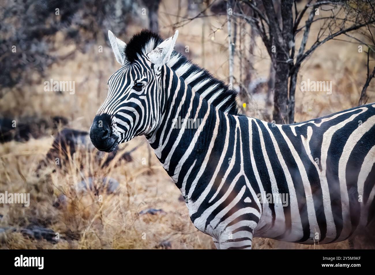 Sind Zebras Schwarz Mit Weißen Streifen www.alamy.de