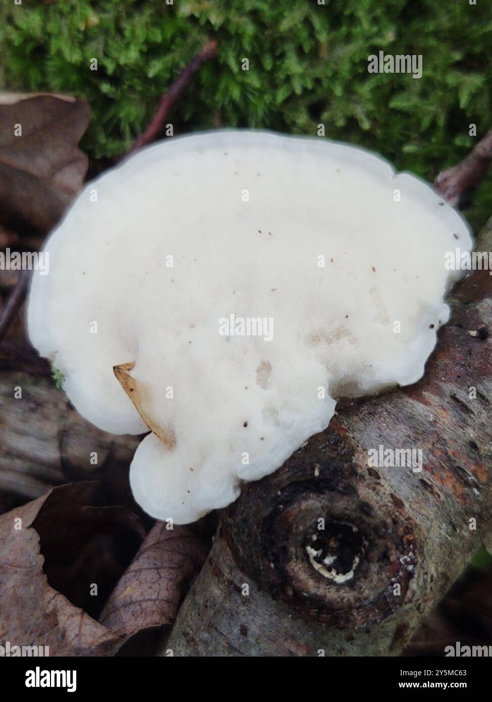 Pilze aus Polyporen (Tyromyces chioneus) des Weißkäses Stockfoto