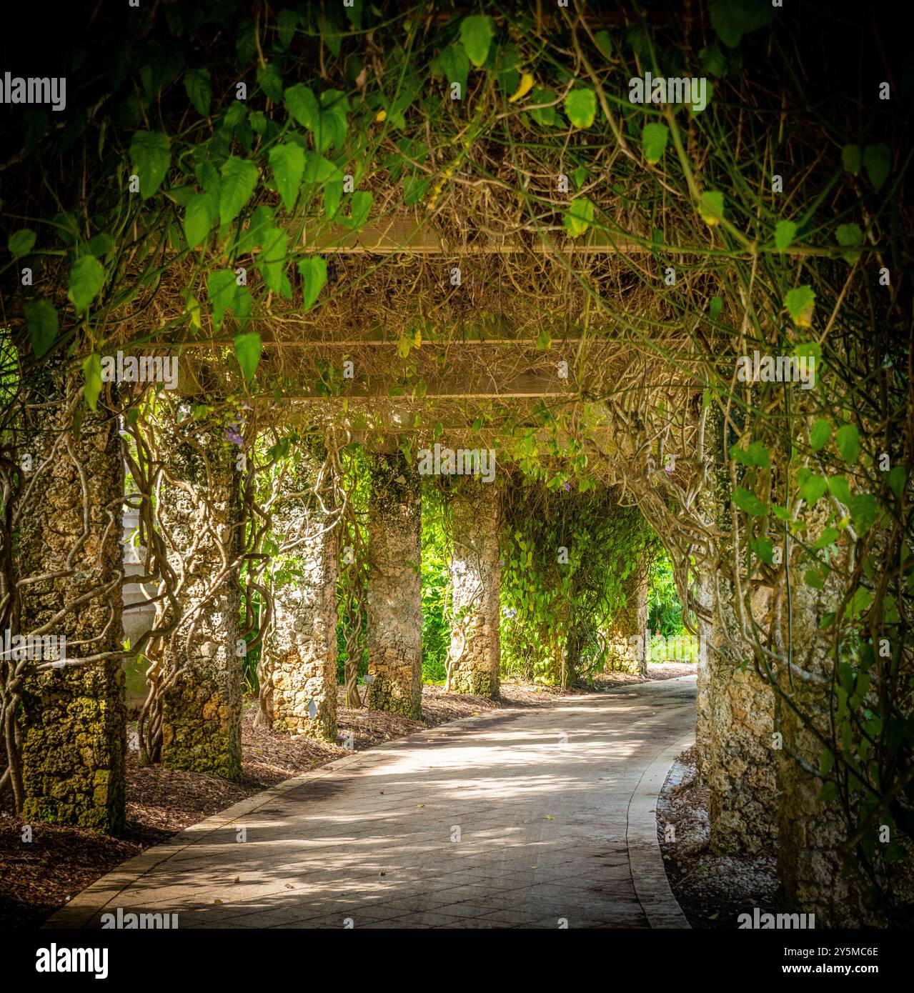 Ein grüner, üppiger Gartenweg gesäumt von Pflanzen und Reben, bietet eine ruhige und bezaubernde Atmosphäre, ideal für einen friedlichen Spaziergang durch die Natur Stockfoto