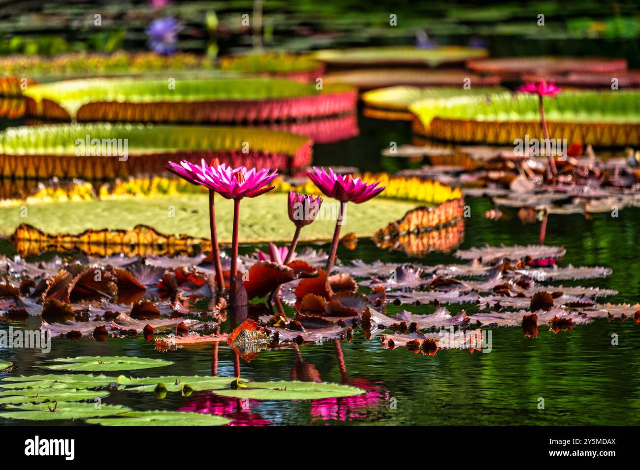 Eine lebendige Teichszene mit leuchtend rosa Seerosen, die hoch zwischen verschiedenen Größen großer und farbenfroher Lilienpads stehen und eine malerische Natur schaffen Stockfoto