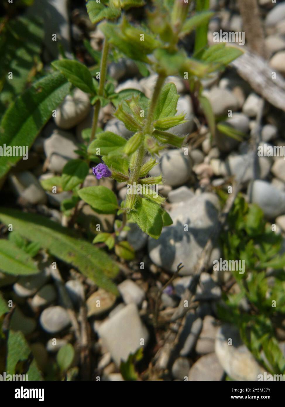 basilikum-Thymian (Clinopodium acinos) Plantae Stockfoto