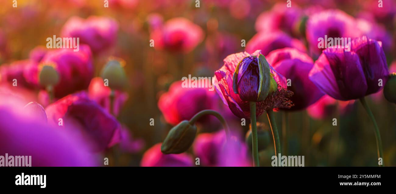 Panoramaaufnahme eines blühenden Opiummohnplantagenfeldes bei Sonnenuntergang, selektiver Fokus Stockfoto
