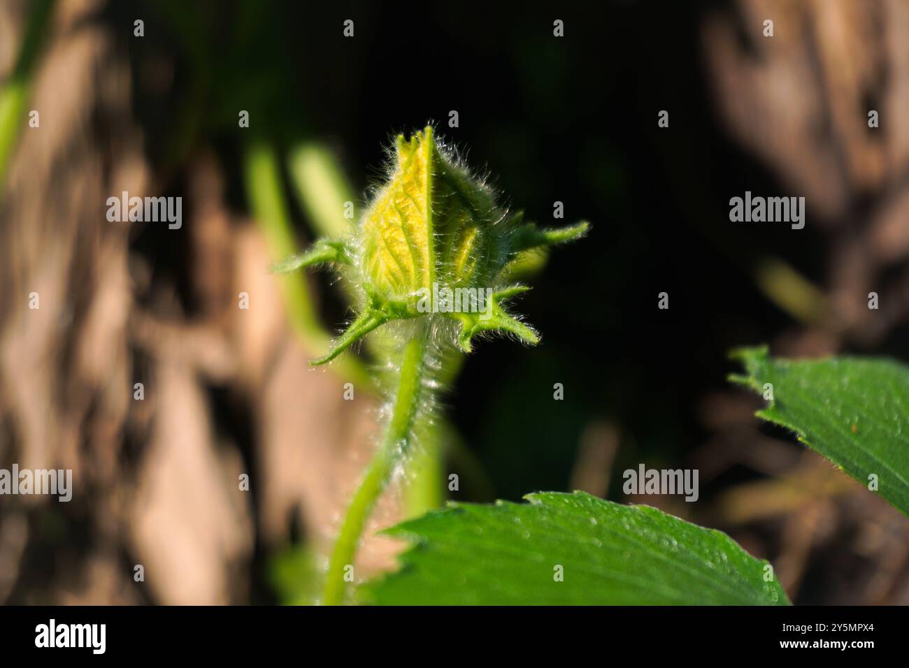 Kürbisblüten. Wenn Kürbisblüten blühen, verleihen sie Ihrem Garten einen schönen Farbakzent. Diese Blüten sind etwa vier bis fünf Zoll groß Stockfoto