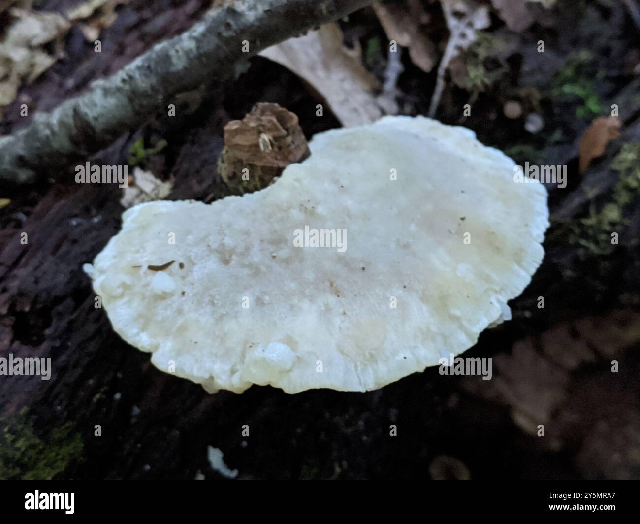 Pilze aus Polyporen (Tyromyces chioneus) des Weißkäses Stockfoto