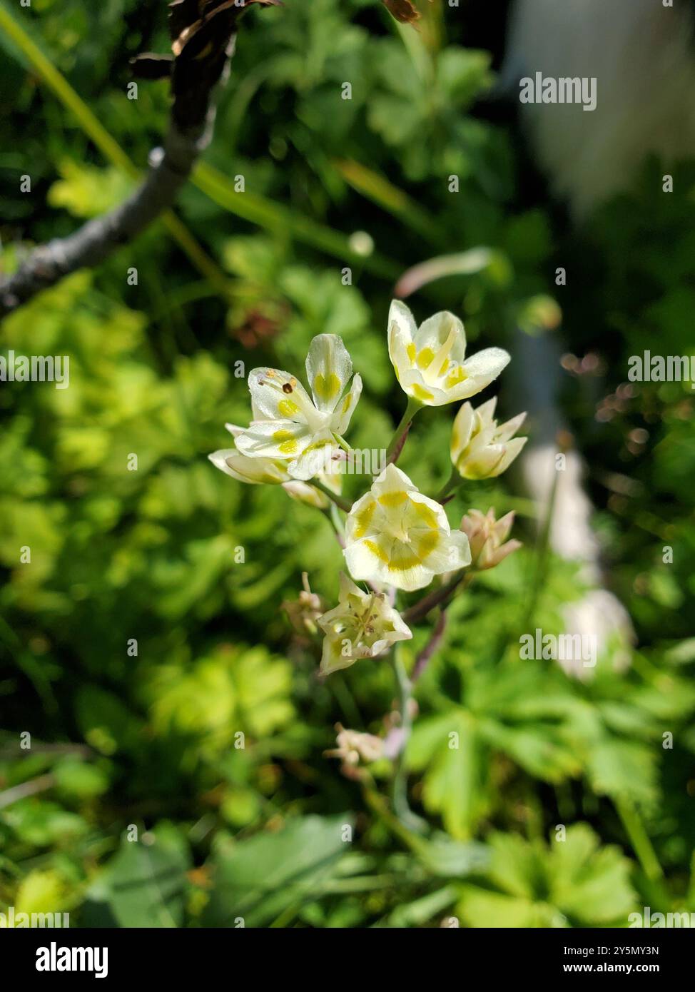 Mountain Deathcamas (Anticlea elegans) Plantae Stockfoto