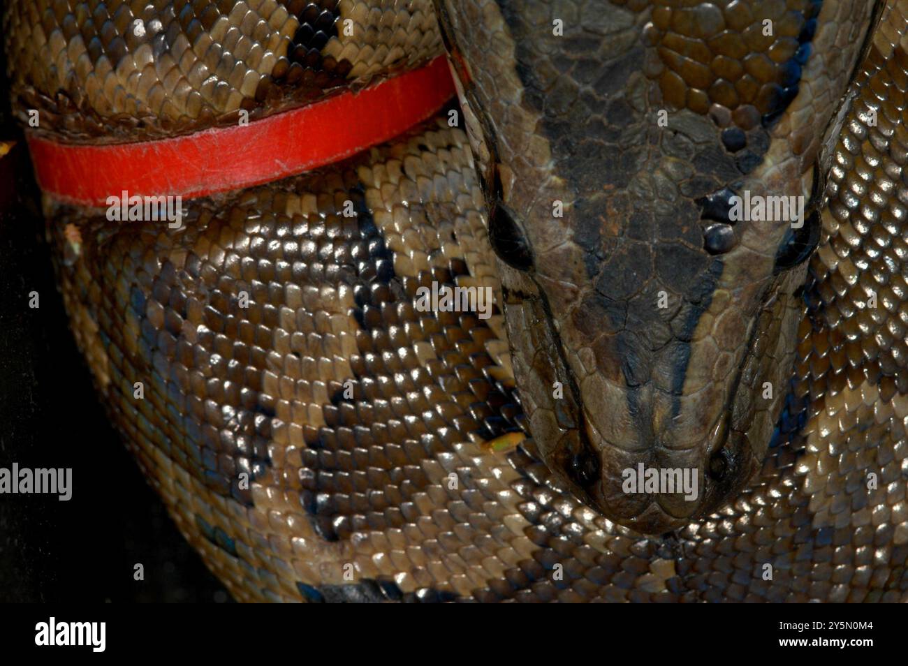 Südafrikanische Python (Python natalensis) Reptilia Stockfoto