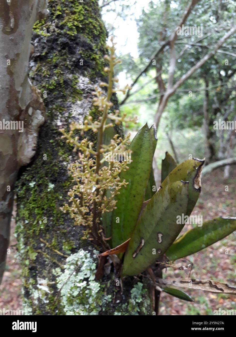 (Trichocentrum pumilum) Plantae Stockfoto