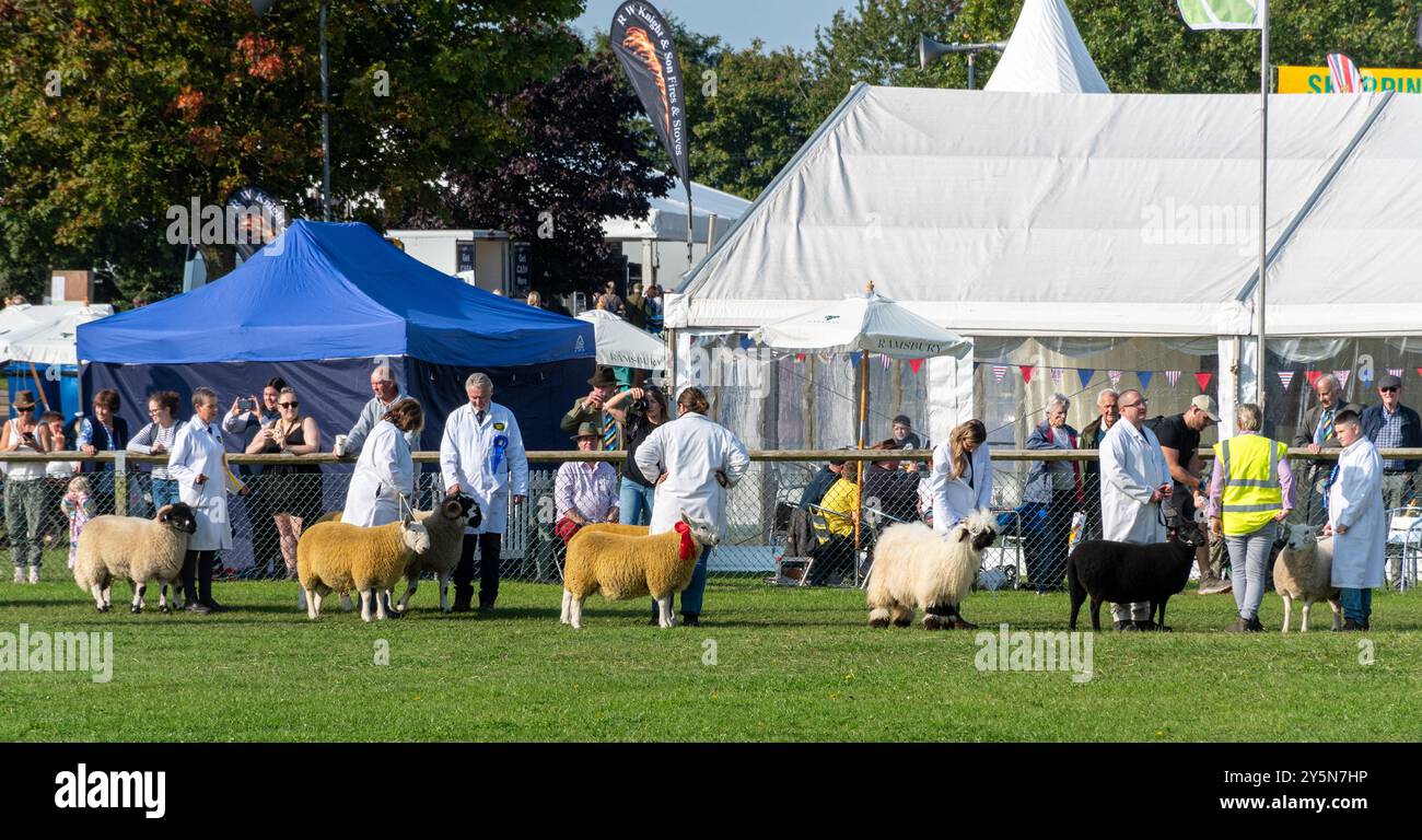 Newbury Show, 21. September 2024. Die beliebte jährliche Veranstaltung fand am Wochenende auf dem Newbury Showground in Berkshire, England, Großbritannien, statt. Die Show umfasst eine Vielzahl von berühmten, kulinarischen und ländlichen Ausstellungen und zieht Tausende von Besuchern an. Im Bild: Die große Viehparade in der Hauptarena. Stockfoto