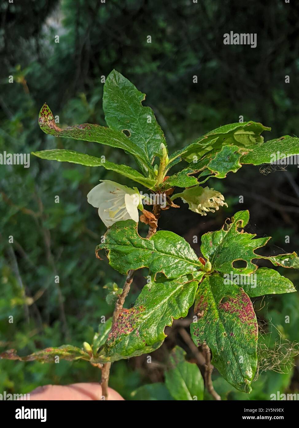 Weißblütige Rhododendron (Rhododendron albiflorum) Plantae Stockfoto