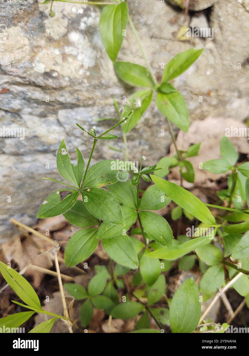 Lakritzbettstroh (Galium circaezans) Plantae Stockfoto