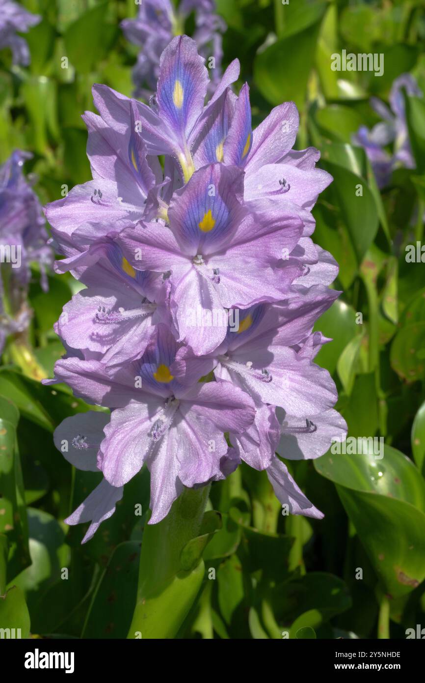 Blühende Eichhornia Crassipes, Wasserhyazinthen im Brazos Bend State Park, Texas, USA Stockfoto