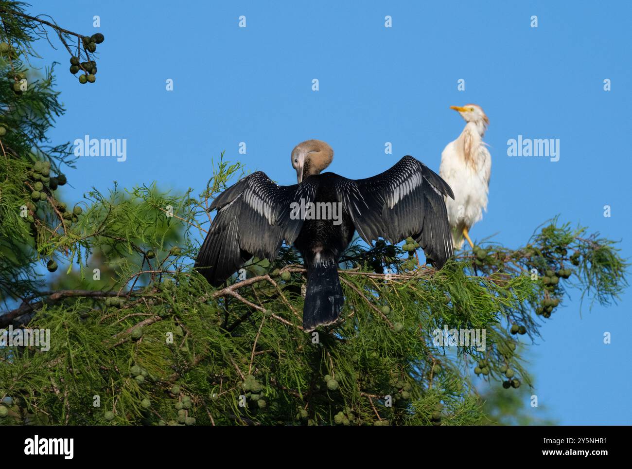 Die Anhinga (Anhinga anhinga) trocknet ihre Flügel, auf dem Hintergrund des blauen Himmels. Resoft Park, Texas Stockfoto