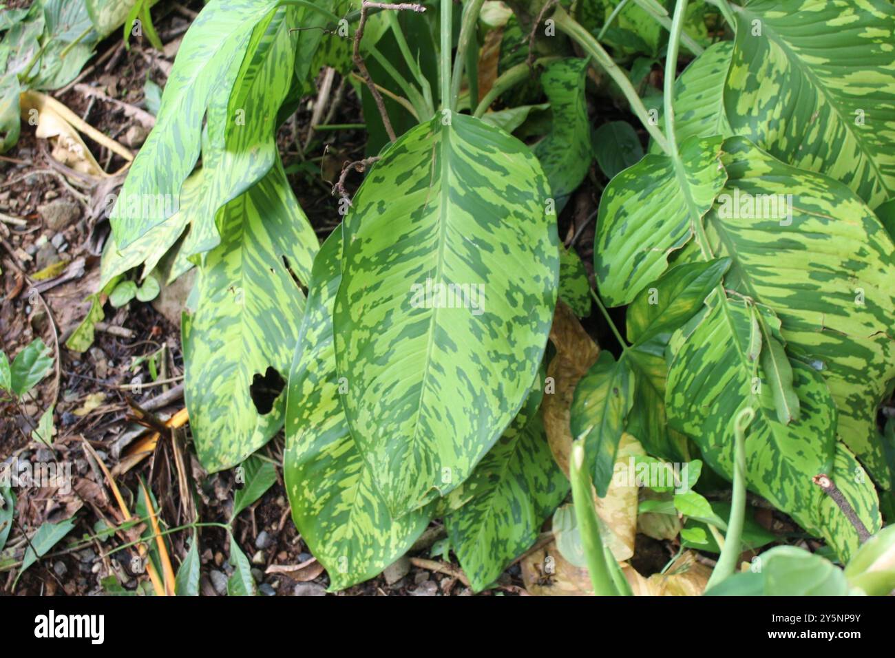 Chinesische Evergreens (Aglaonema) Plantae Stockfoto