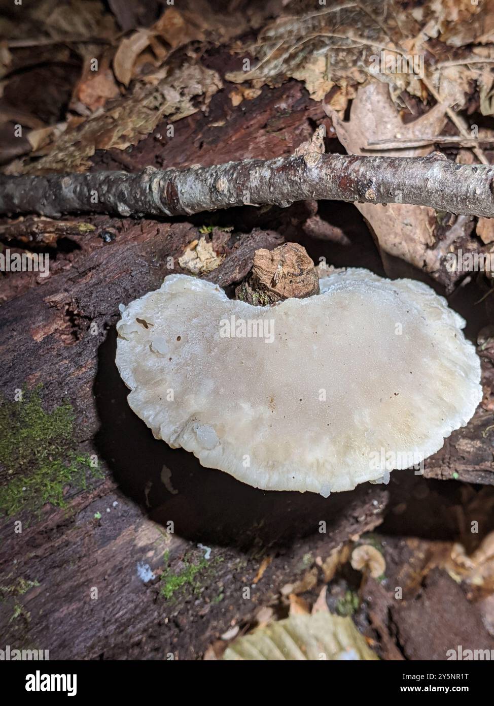 Pilze aus Polyporen (Tyromyces chioneus) des Weißkäses Stockfoto