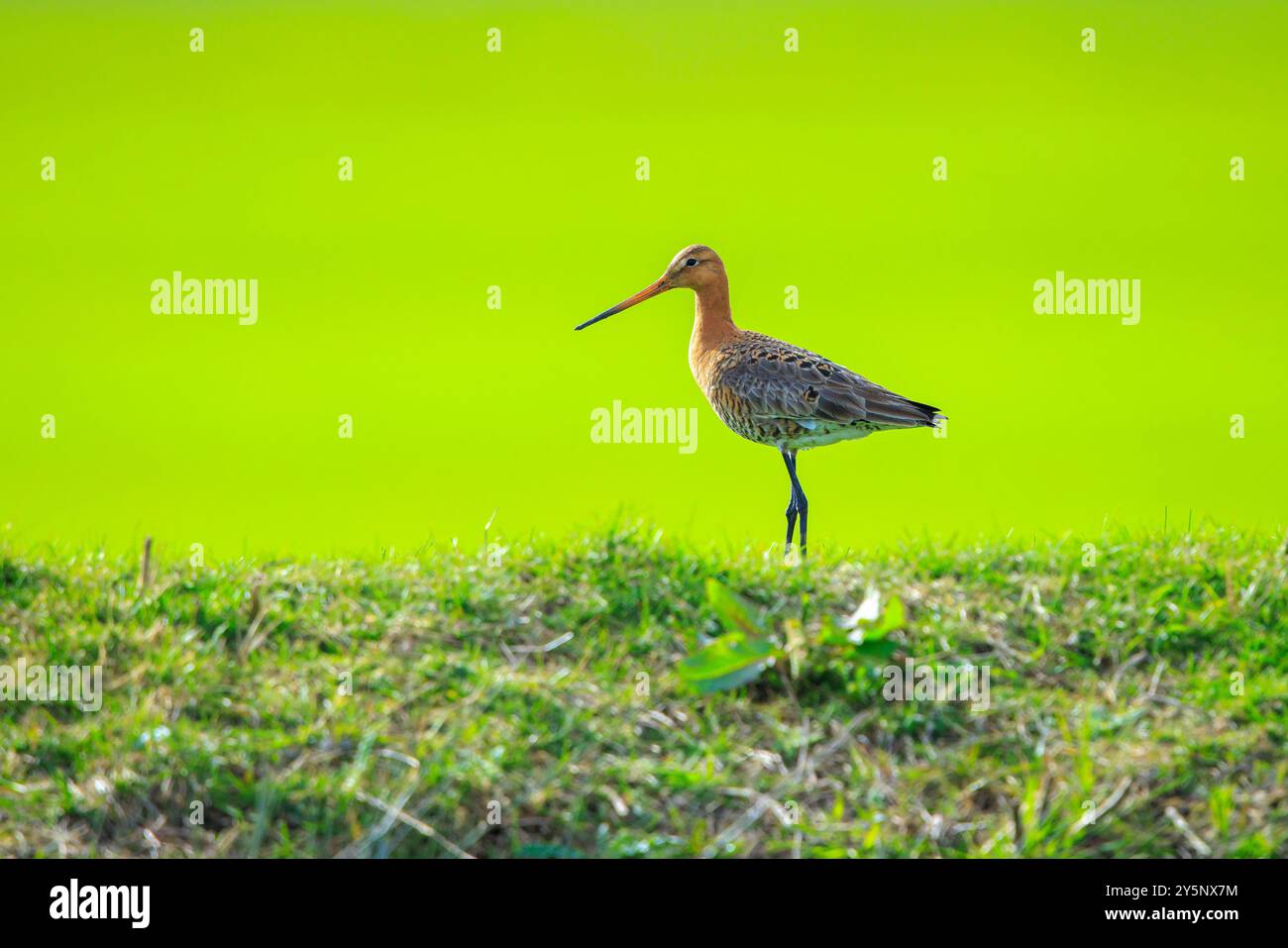 Ein Schwarzschwanzgott, Limosa Limosa, ein Katzenvogel, der auf dem Ackerland ruft und schreit, mit Nachmittagssonne vor ihm. Die meisten europäischen Popula Stockfoto