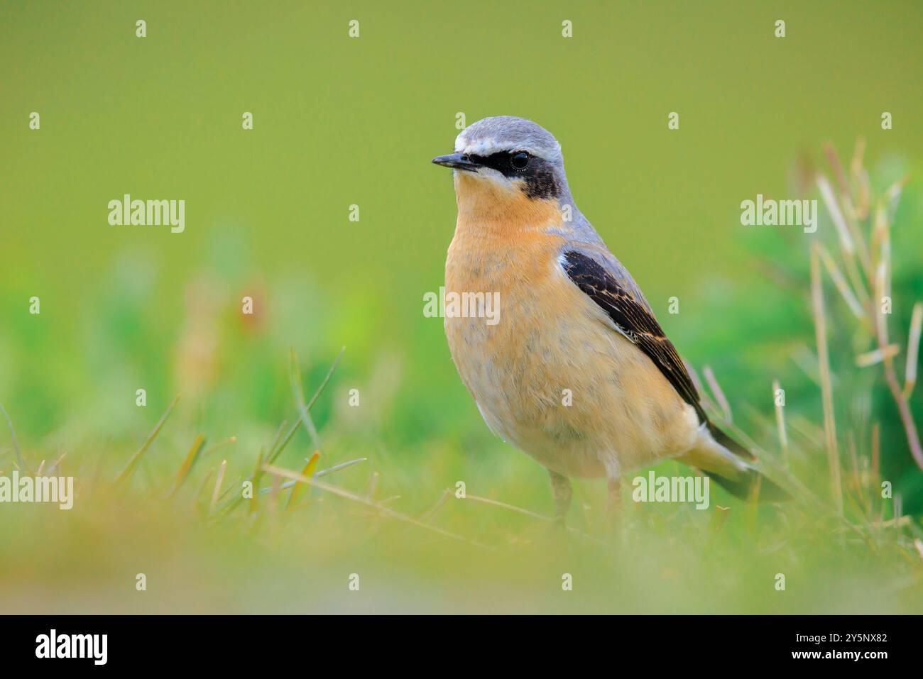 Nahaufnahme eines männlichen Vogels der nördlichen Weizenfische, Oenanthe oenanthe, der im Gras auf der Suche ist Stockfoto