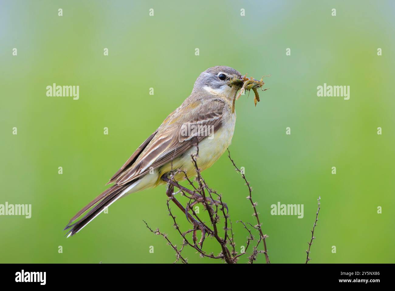 Nahaufnahme eines weiblichen Westernvogels Motacilla flava auf der Jagd nach Beute, um Küken zu füttern, mit Insekten gefüllter Schnabel. Stockfoto