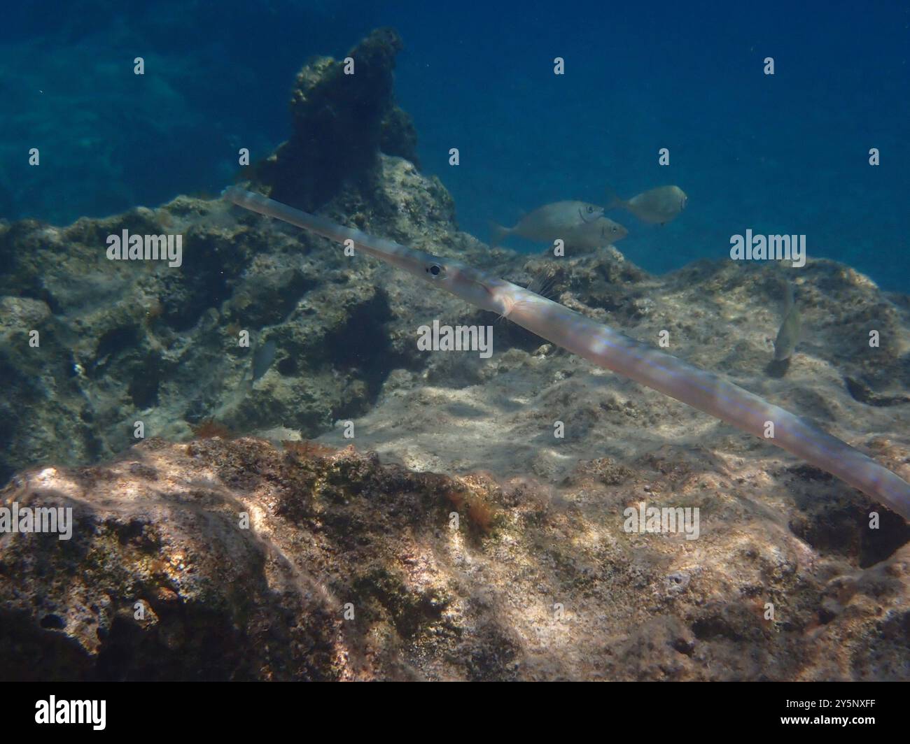 Blautopfkornetfisch (Fistularia commersonii) Actinopterygii Stockfoto