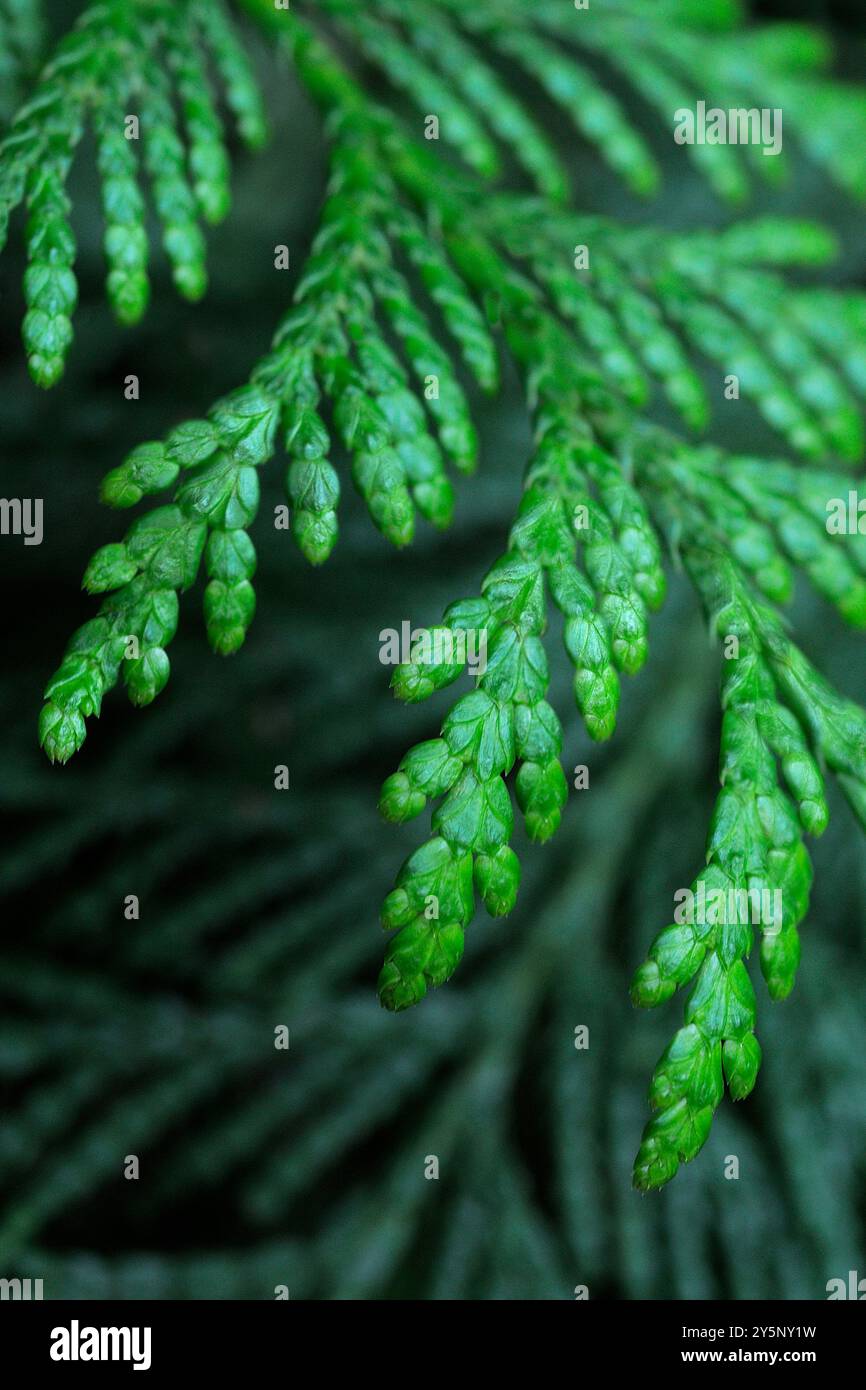 Roter Zedernzweig (Thuja plicata) Stockfoto