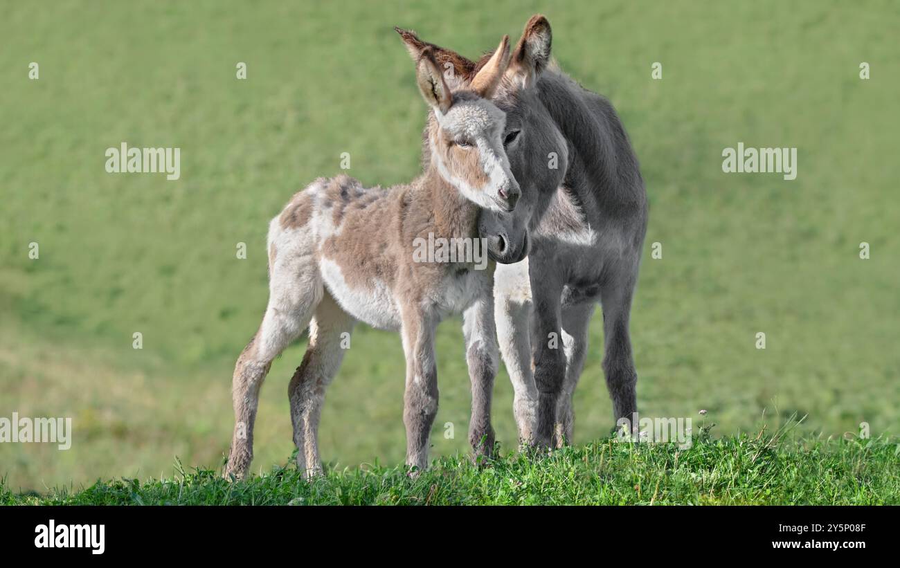 Ein Bild eines Eselbabys, der von seiner Mutter gekuschelt wird, grüner Hintergrund, niedriger Winkel, Kopierraum, 16:9 Stockfoto