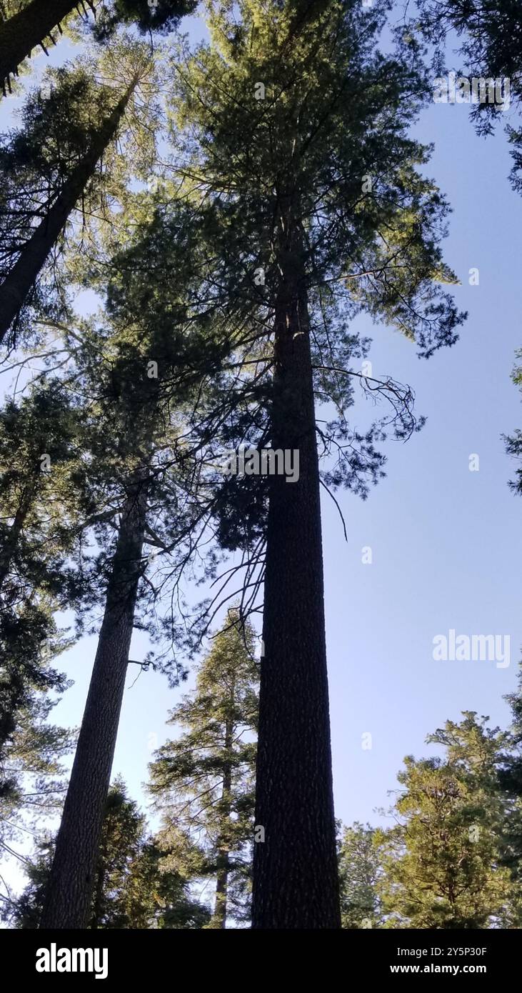 Zuckerkiefer (Pinus lambertiana) Plantae Stockfoto